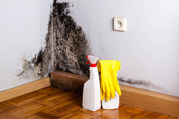 Best Residential Mold Remediation in Fairbank, IA